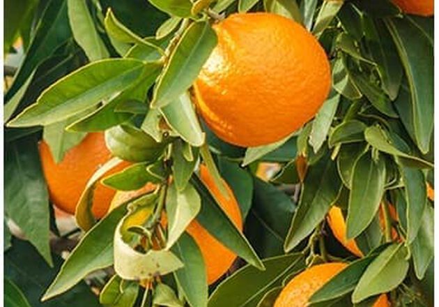 &Oacute;leo essencial de Laranja Doce