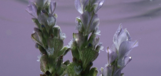 &oacute;leo essencial de lavanda