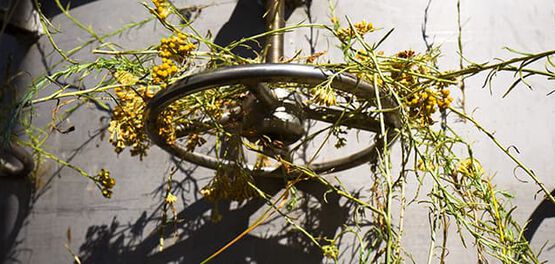 destila&ccedil;&atilde;o immortelle