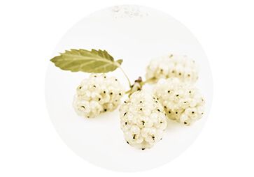 O Extrato de Amoreira Branca