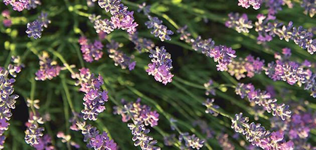 flor de lavanda