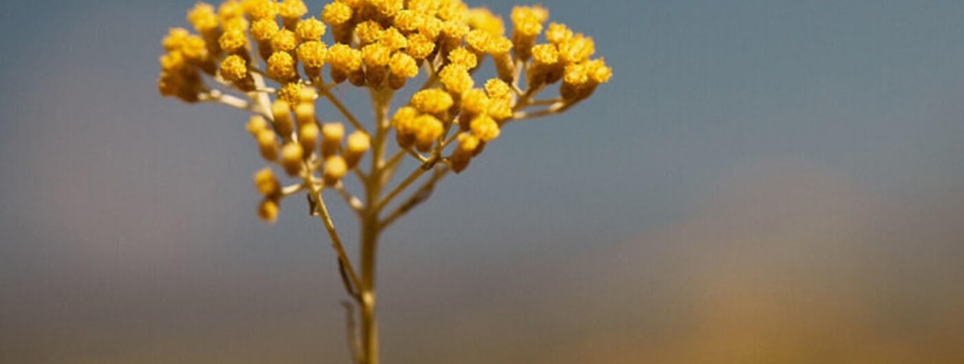 Flores de Immortelle