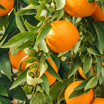 &Oacute;leo Essencial de Laranja Doce