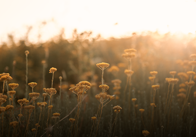 flores de Immortelle