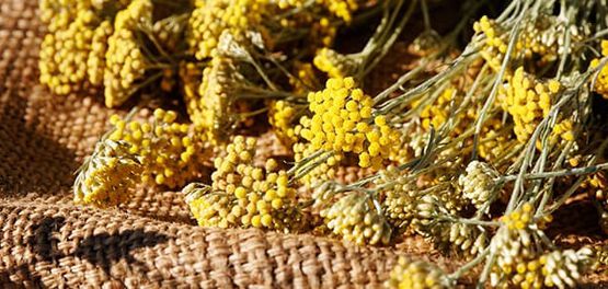 zoom flor immortelle