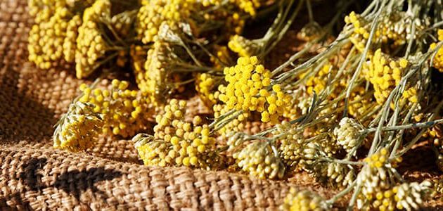 zoom flor immortelle