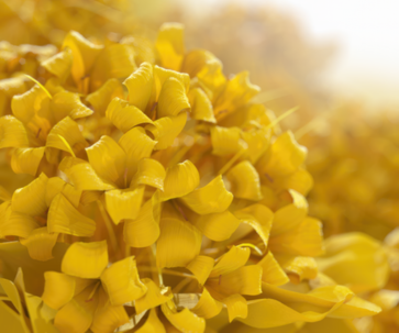 Descubra os segredos da flor Immortelle