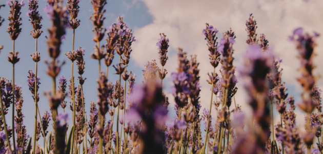a lavanda fina da Proven&ccedil;a