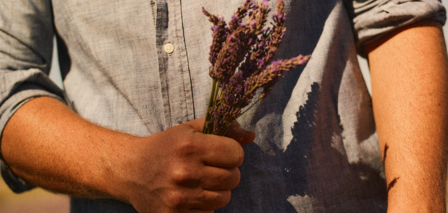 cultivo da lavanda