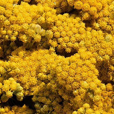 Óleo Essencial de Immortelle