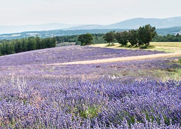 lavanda