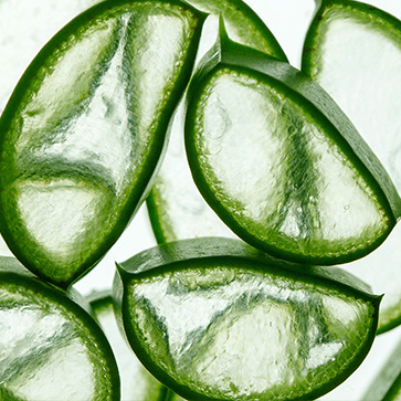 Extracto de Aloe Vera