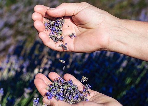flores de lavanda