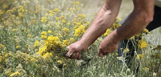 flores de immortelle