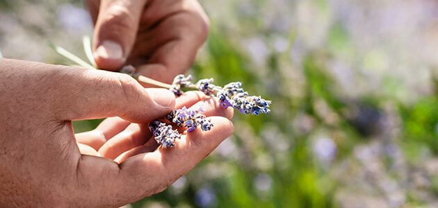 ramo de lavanda