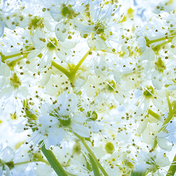 Extracto de Flores de Rainha dos Prados