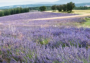 Condi&ccedil;&otilde;es para plantar a lavanda