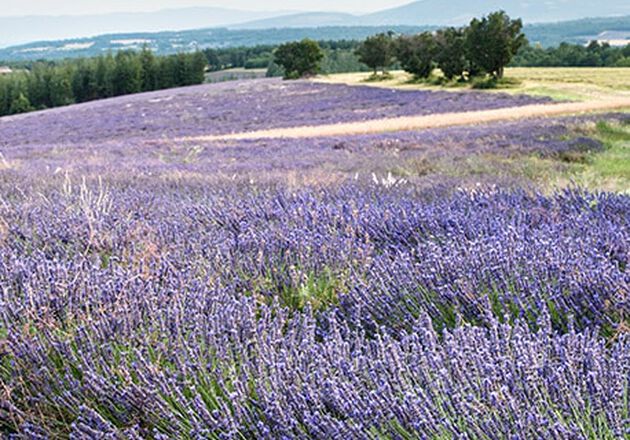 Condi&ccedil;&otilde;es para plantar a lavanda