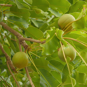 Leite de karité
