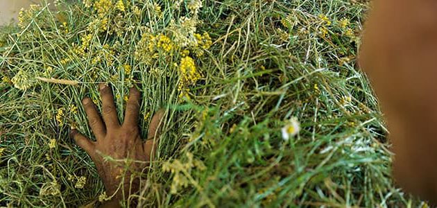 agricultura immortelle