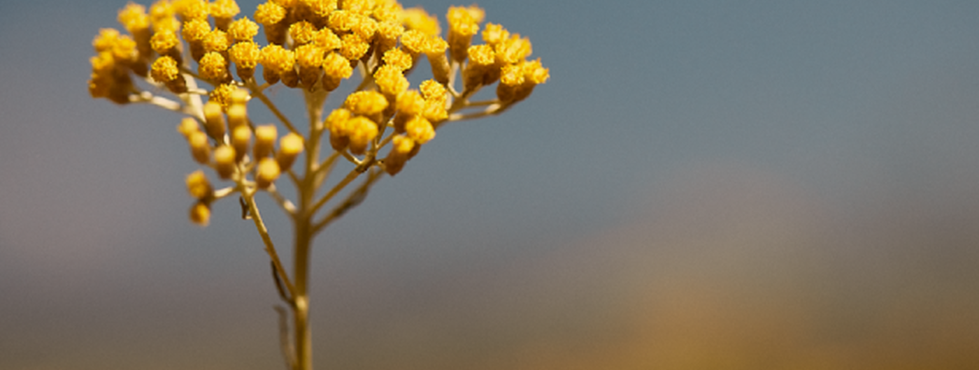 flor de immortelle