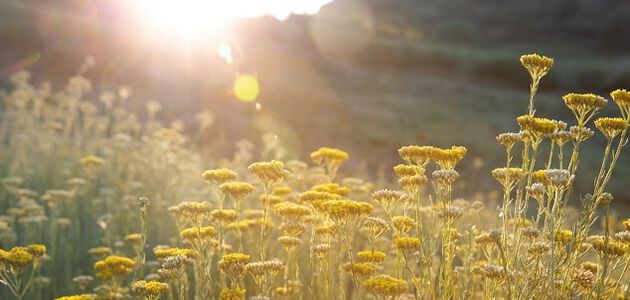 immortelle benef&iacute;cios