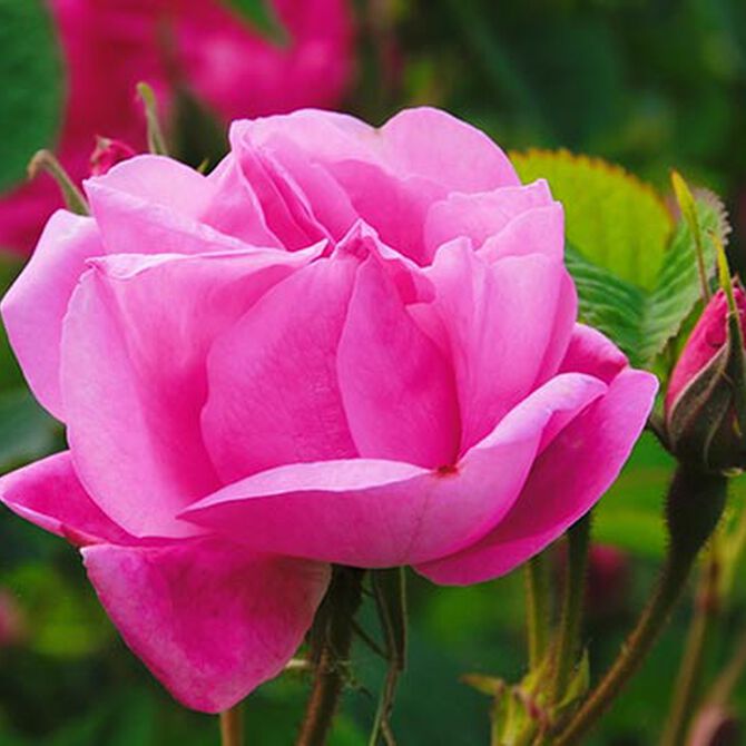 perfume rosa