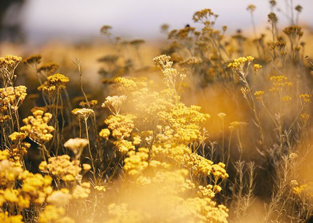 immortelle 