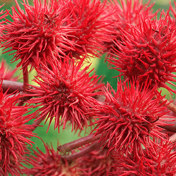 &Oacute;leo Vegetal de R&iacute;cino