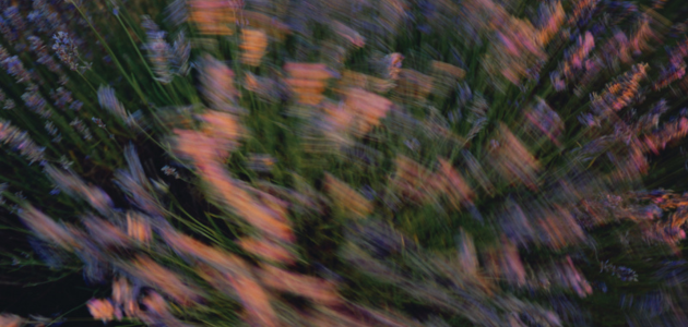 lavanda fina da Proven&ccedil;a: a cultura