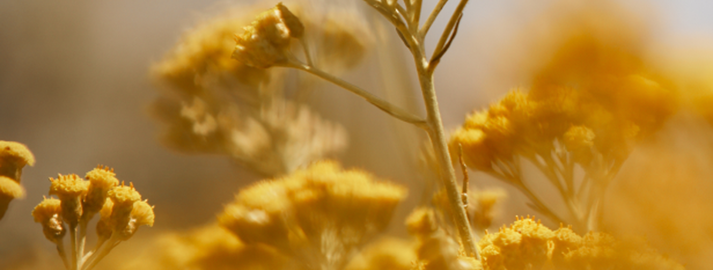 flor de immortelle