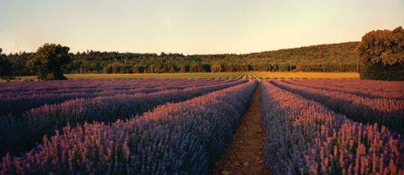 lavanda fina da Proven&ccedil;a