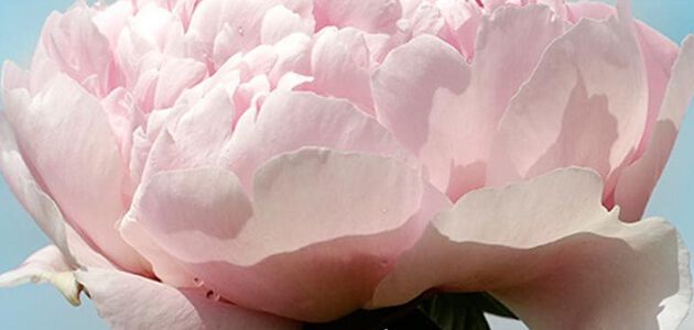 peonia