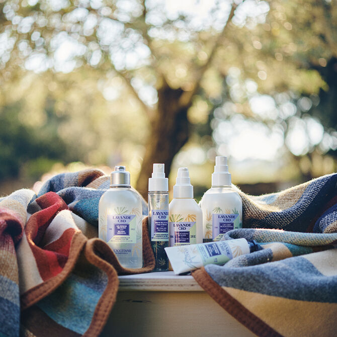 lavanda cbd