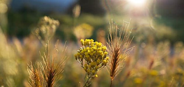 produ&ccedil;&atilde;o de immortelle