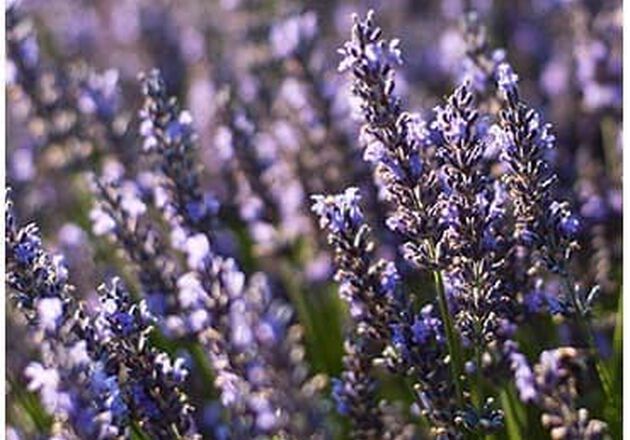 &Oacute;leo Essencial de Lavanda AOP