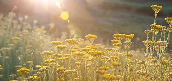 campos de immortelle