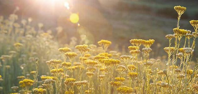 campos de immortelle