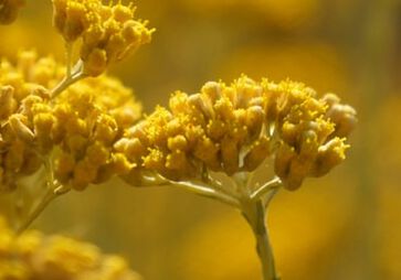 O ingrediente Immortelle