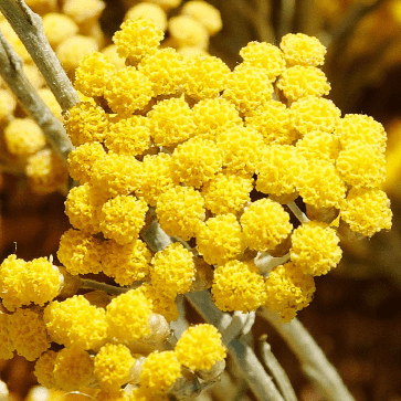 &Aacute;gua Floral de Immortelle biol&oacute;gica