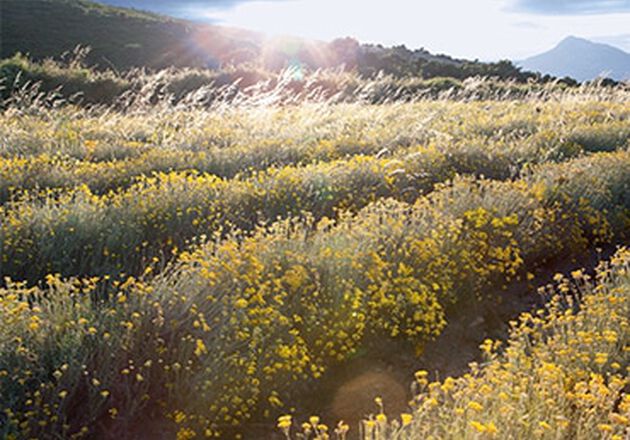 ingredientes naturais loccitane