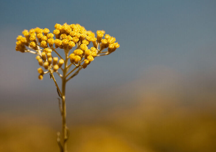 Flores de Immortelle