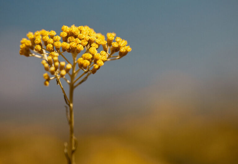 Flores de Immortelle