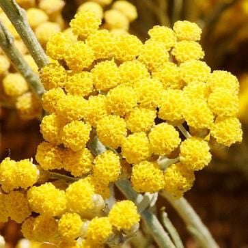 IMMORTELLE ESSENTIAL OIL