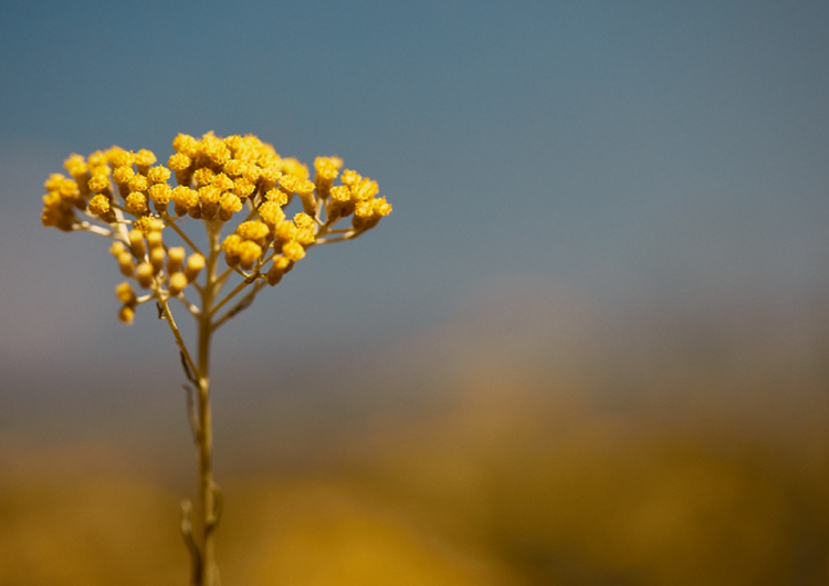 flor de immortelle