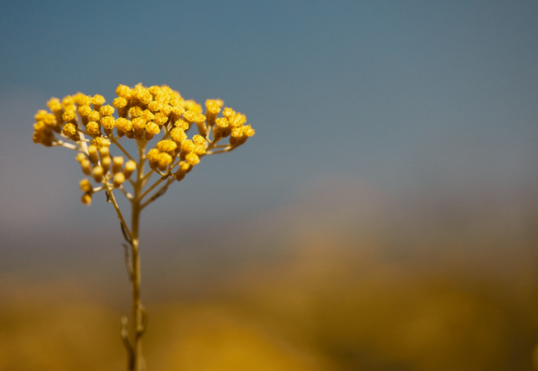 flor de immortelle