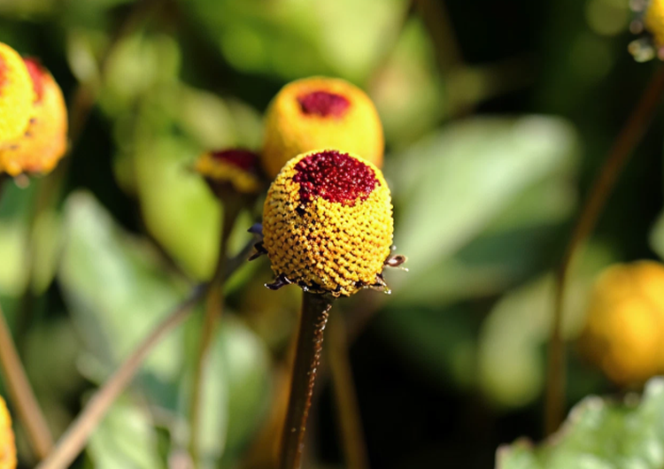 O extrato de Acmella Oleracea