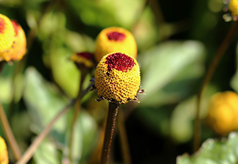O extrato de Acmella Oleracea