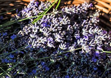 &oacute;leo essencial de lavanda