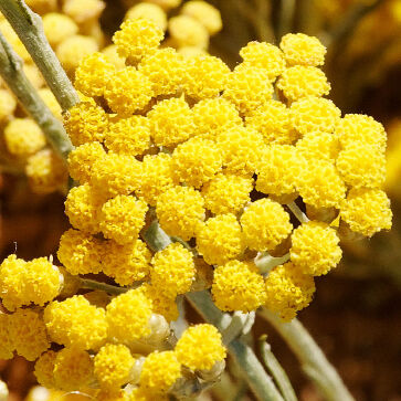 Água Floral de Immortelle biológica